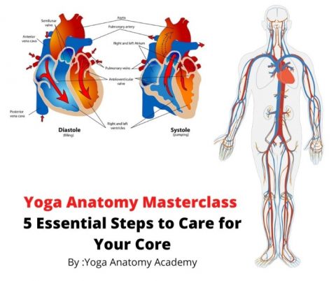 essential anatomy 5 crack